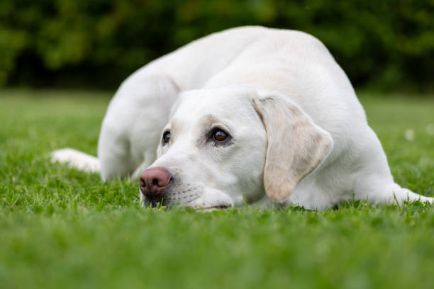 istock A white Labrador lies in the grass 2159904422