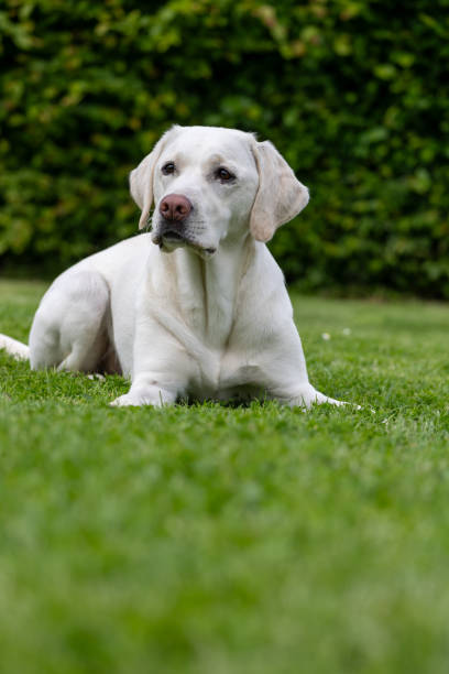 istock A white Labrador lies in the grass 2159904436