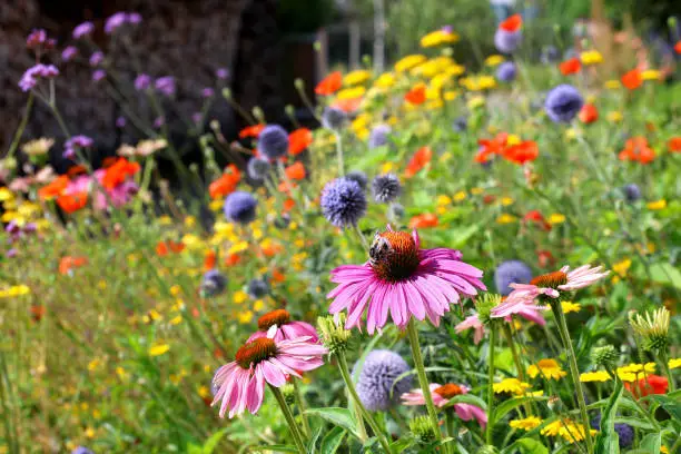 Parterre de fleurs coloré avec échinacée, chardons de pavot et bien plus encore Parterre de fleurs coloré avec échinacée, chardons de pavot et bien plus encore