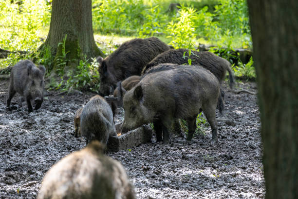istock Wild boars dig in the muddy ground 2159904455
