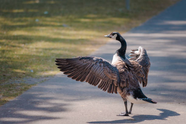 two Canada geese in the evening light