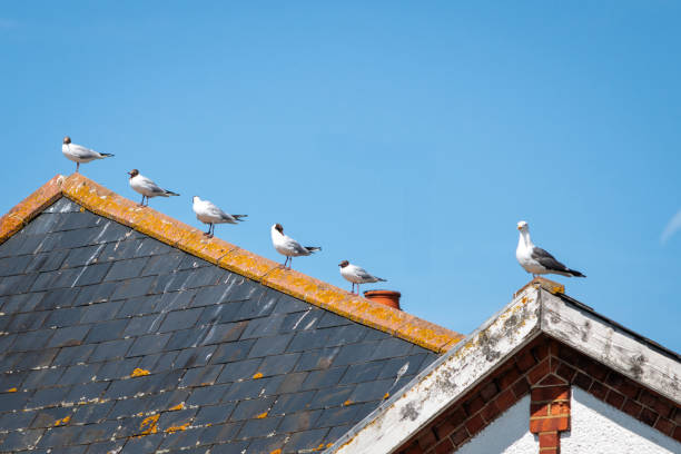group of Black headed gull resting of rooftop, daytime