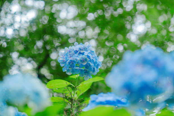 Beautiful hydrangea blooming at a park