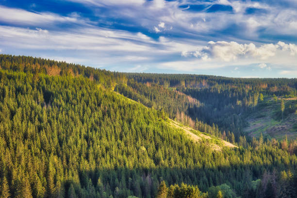On the Rennsteig in the Thuringian Forest