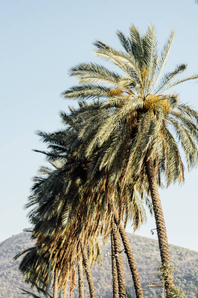 istock Arecaceae palm tree in summertime tropical country. 2159906714