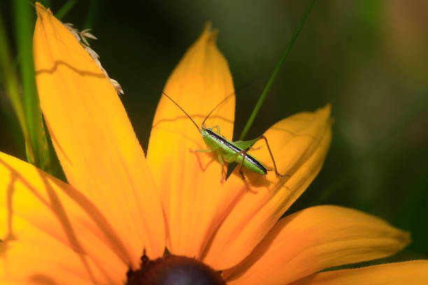 Colorful bugs in summer garden