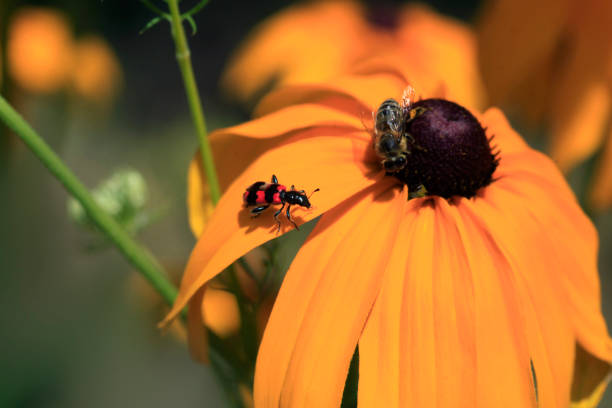 Colorful bugs in summer garden