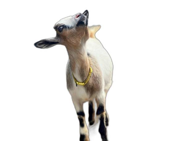 istock there is a goat that is standing up with its mouth open. 2159907471