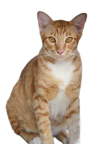 istock there is a cat sitting on the floor looking at the camera. 2159907582