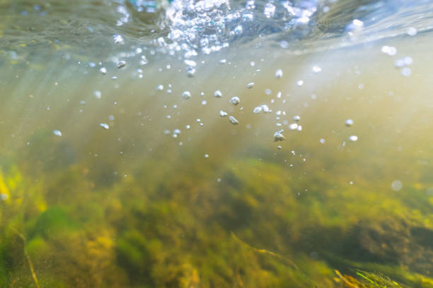 Underwater photo with soft focus on the Pirita river, river flow.