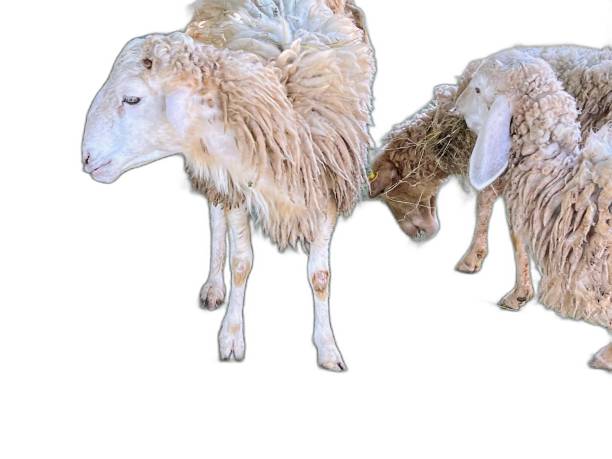 istock there are two sheep standing next to each other on a white background. 2159908430
