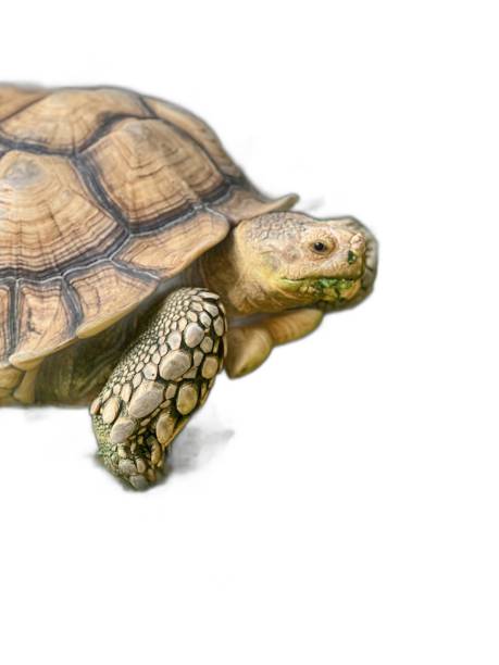 istock there is a small turtle that is walking on the ground. 2159910219