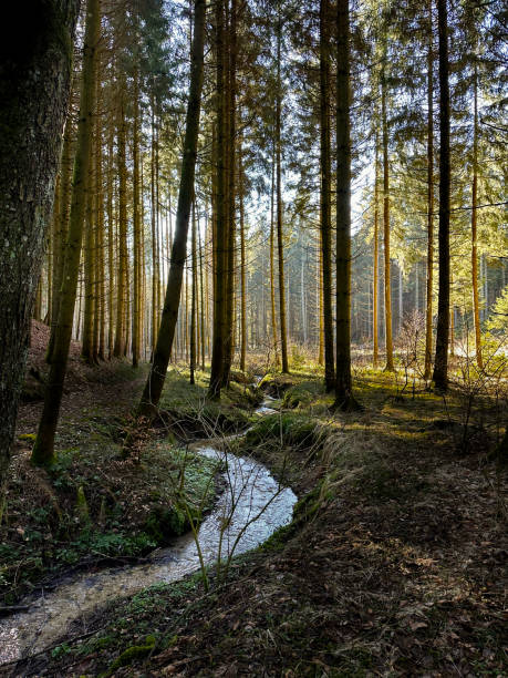 istock Little Stream in the woods 2159911164