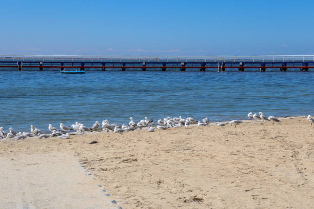 seagulls on the beach and pier