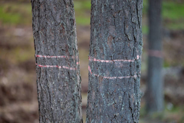 Pine Tree trunk Marked with a Orange Line, trees in the background blurred, sunny day. Marking a tree trunk in the forest with paint for felling - forester work, nature conservation