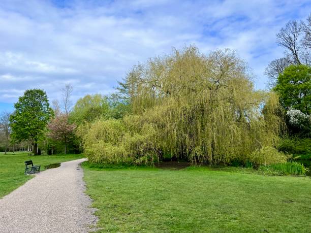 istock Weeping Willow in Spring: A majestic weeping willow, leaves freshly sprouted, overhangs a path in Vondelpark, providing shade and beauty. 2159914118
