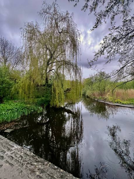 istock Weeping Willow's Grace: A weeping willow elegantly curves over a reflective pond in Vondelpark, its branches creating a tranquil canopy. 2159914135
