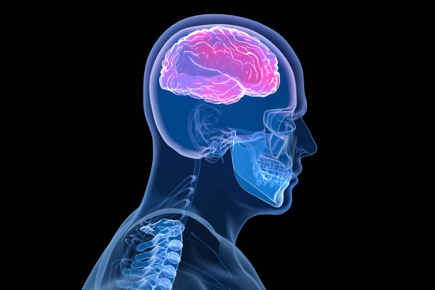 istock Human brain with visible skull lateral View over black background. 3D illustration 2159915111