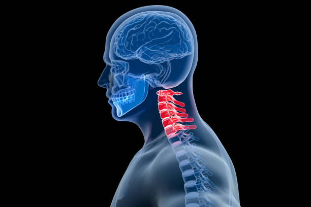 Human brain with visible skull lateral View over black background. 3D illustration