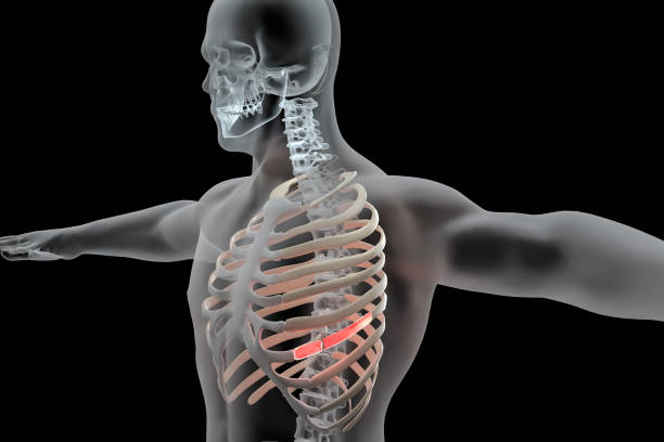Torso men under X-rays. backbone is highlighted in red. isolated on black.