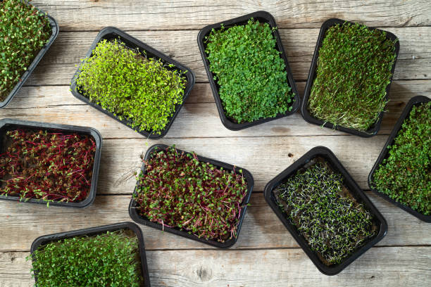 istock Mix of Microgreens in container 2159916590