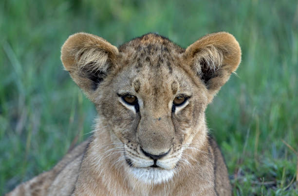 Lion cub close up
