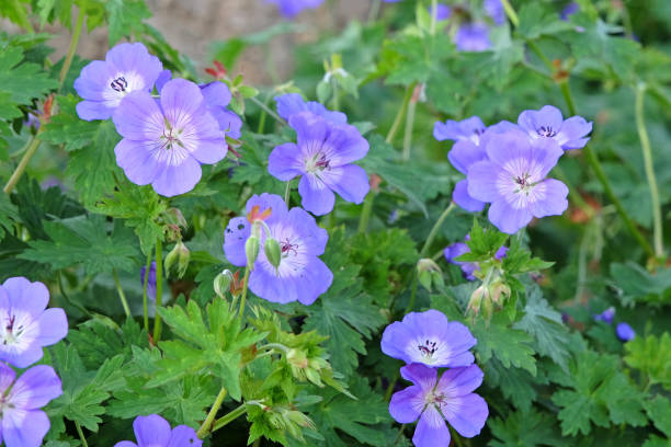 istock Purple and white Hardy Geranium Cranesbill Rozanne in flower. 2159917005