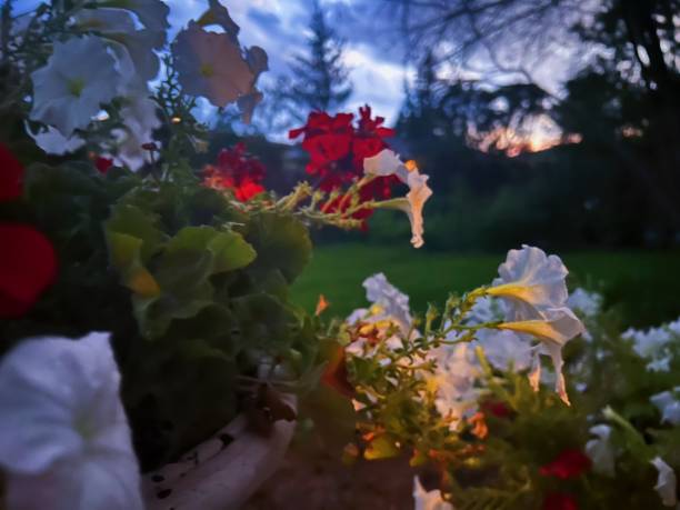 Flowers with sunset