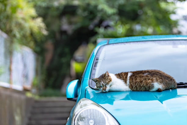 stray cat lies on the roof of the car