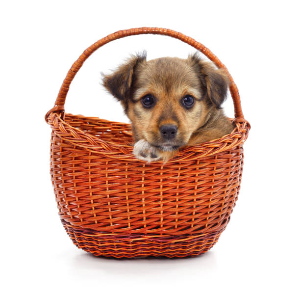 istock Puppy in a basket. 2159922551