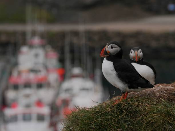 istock Two puffins perched on a grassy cliff 2159924272