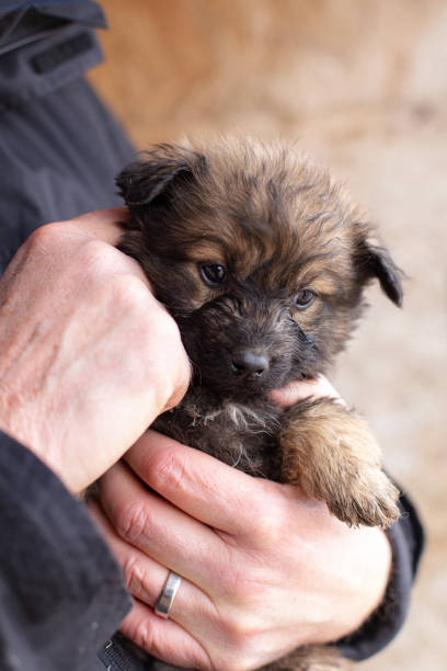 istock Dog shelter 2159924862
