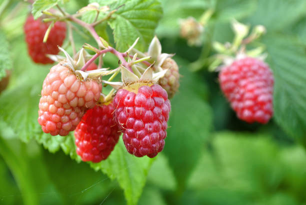 istock close-up of ripening raspberry branch 2159924918