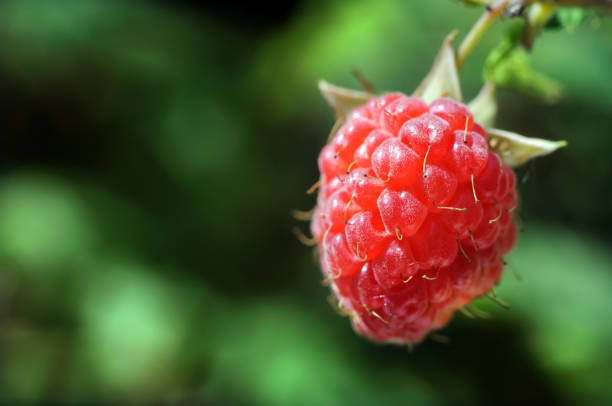 istock single berry of raspberry, close-up 2159924919