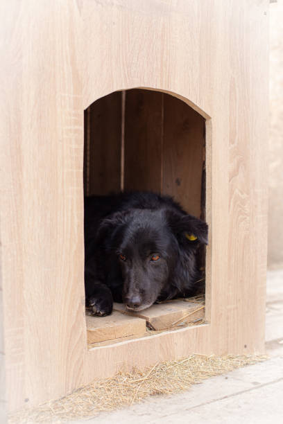 istock Dog shelter 2159924927