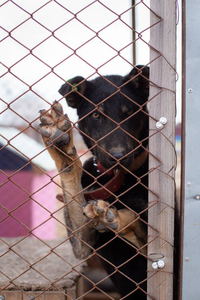 istock Dog shelter 2159924943