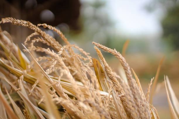 Dried corn plant flowers