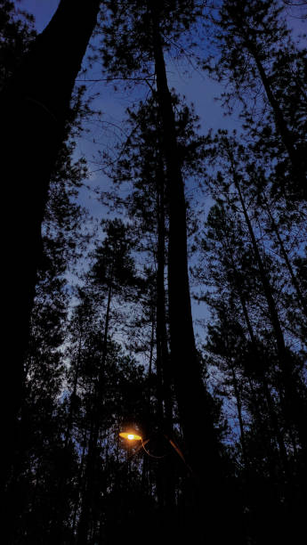 istock Forest tree with little lamp 2159926091