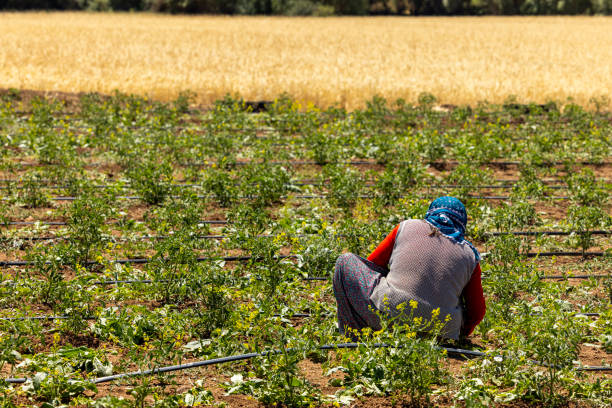 an elderly woman working in the field