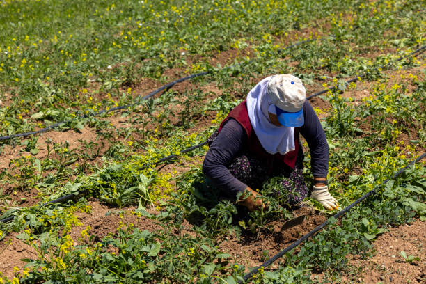 an elderly woman working in the field