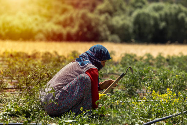 an elderly woman working in the field