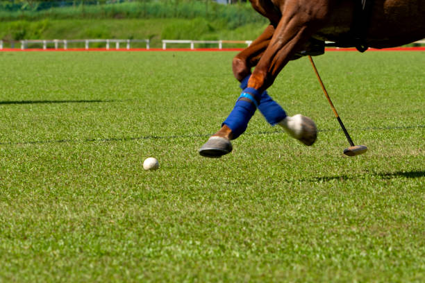 istock Polo Horses Running In during Polo Game. 2159927647