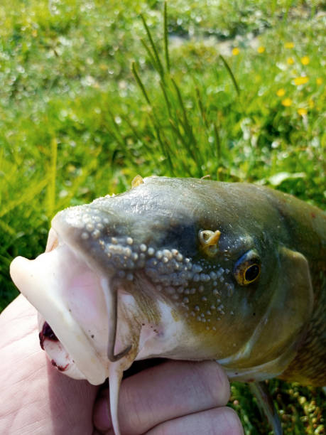 istock spring fishing, freshwater fish 2159927868