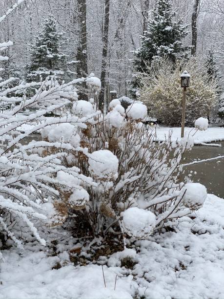 Winter scene with snow covering plants