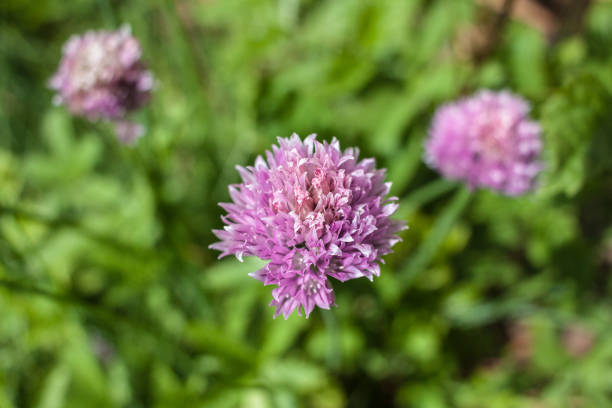 istock Vibrant Purple Chive Blossoms in Bloom 2159928923