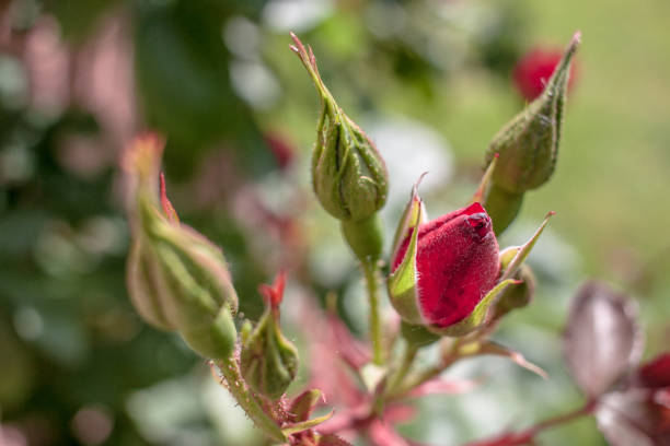 This beautiful close-up image captures red rose buds in the early stages of blooming, heralding the arrival of spring. The vibrant red buds stand out against a soft, green background, showcasing the fresh, natural beauty of a garden in bloom. The detailed macro photography highlights the intricate texture of the petals and the delicate structure of the buds. Perfect for nature enthusiasts and garden lovers, this image celebrates the promise of new growth and the serene beauty of early spring. Ideal for use in floral photography collections, gardening inspiration, or botanical studies, this photo encapsulates the essence of springtime in a garden.