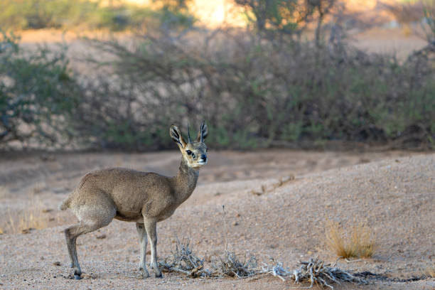 istock Male klipspringer at Spitzkoppe 2159929009