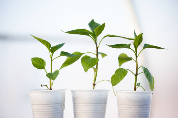 istock Green peppers seedlings in white plastic glasses on the white blurred background. Three young sprouts growing for publication, poster, calendar, post, wallpaper, cover. High quality photo 2159929476
