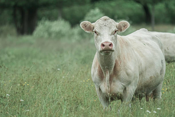 A large light brown cow with an attentive gaze looks directly into the camera against the backdrop of a bright green pasture. Its soft fur reflects sunlight, emphasizing the details of its muzzle, ears, and eyes.