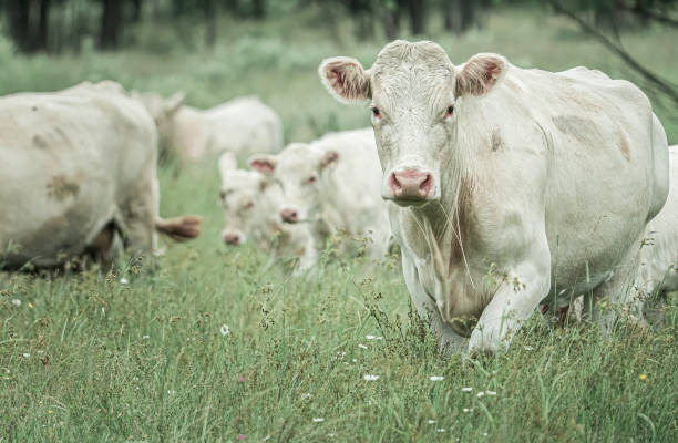 Dans un champs les vaches et leurs petits.